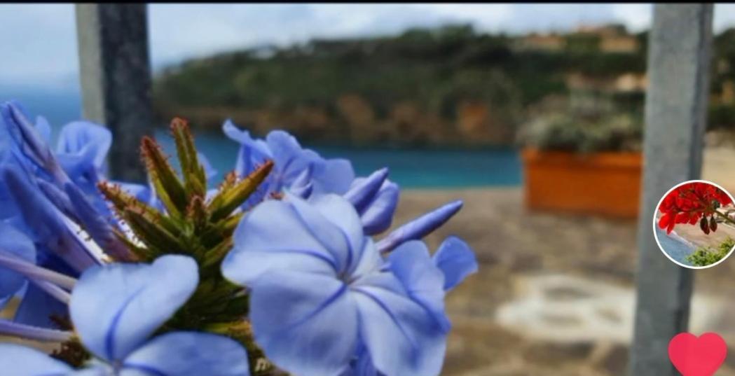 Rosa Dei Venti Διαμέρισμα Capoliveri  Εξωτερικό φωτογραφία